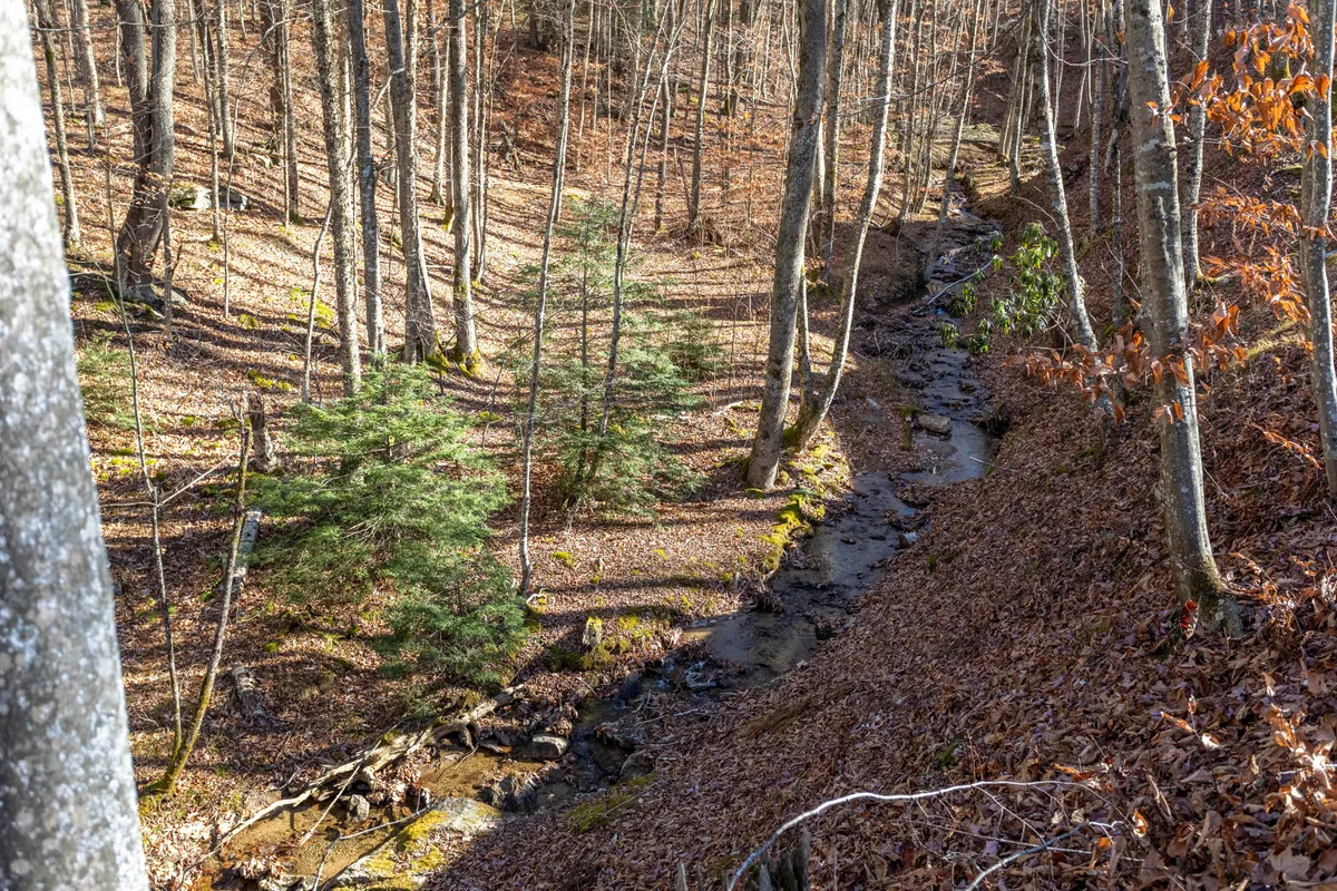 A peaceful exterior scene featuring a meandering creek, lush trees, and a leaf-covered ground. It evokes the tranquility of the natural surroundings and highlights opportunities for hiking, nature walks, birdwatching, and picnicking in serene settings.